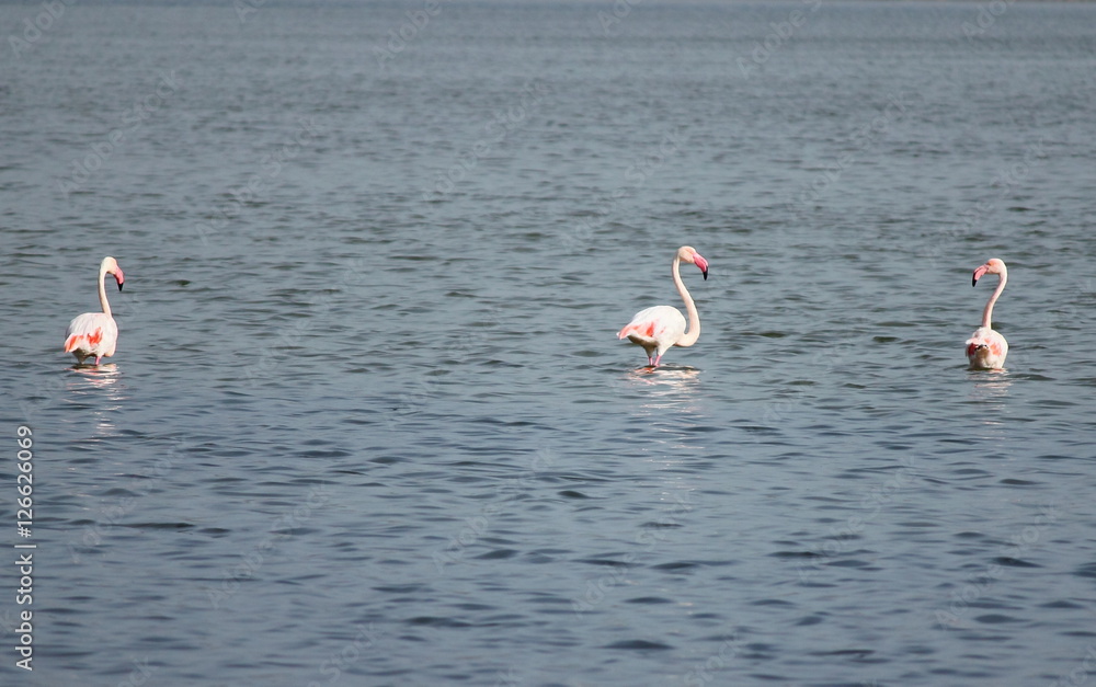 Three Flamingos in Salinas Natural Park of Ibiza, Spain