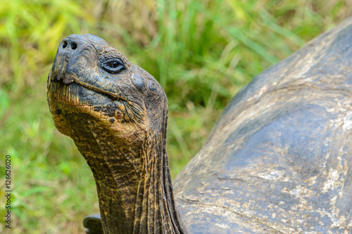 Detail of a Giant tortoise in El Chato Tortoise Reserve, Galapagos islands (Ecuador) © Noradoa