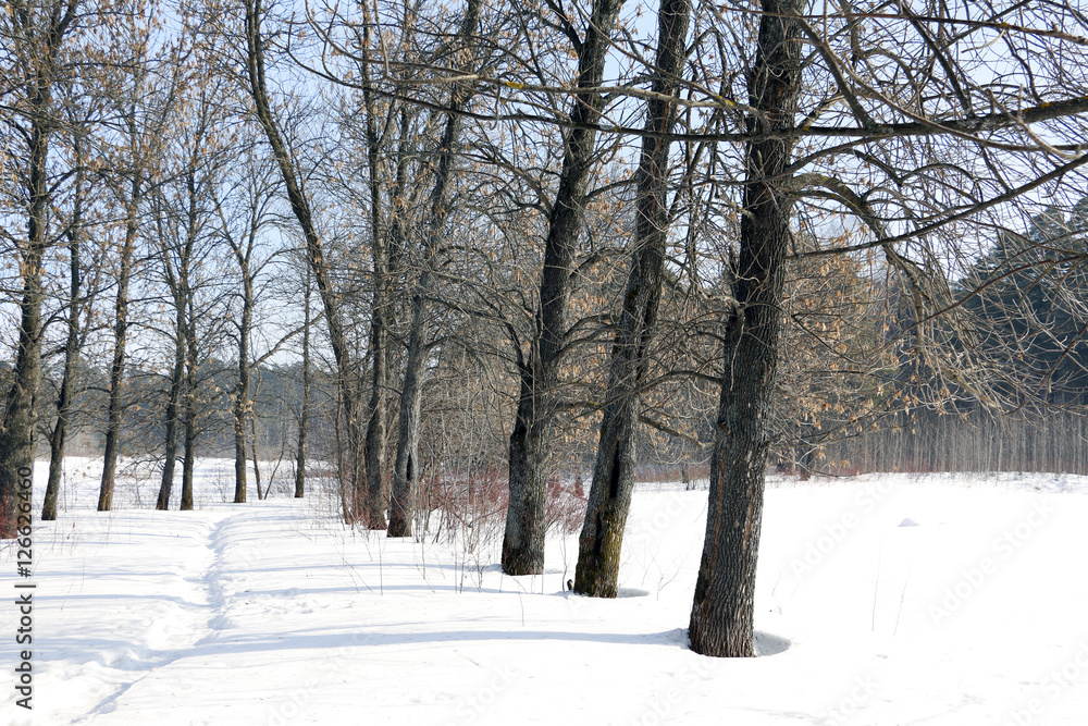 Tree and snow in a winter day