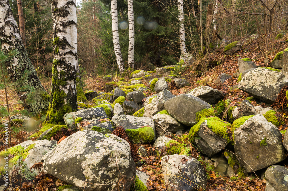 Covered with moss rocks and tree Covered with moss rocks and tree