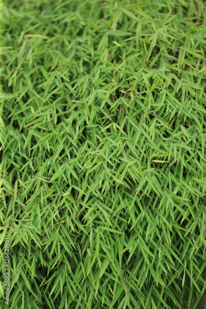 Green bamboo leaves background Green bamboo leaves background