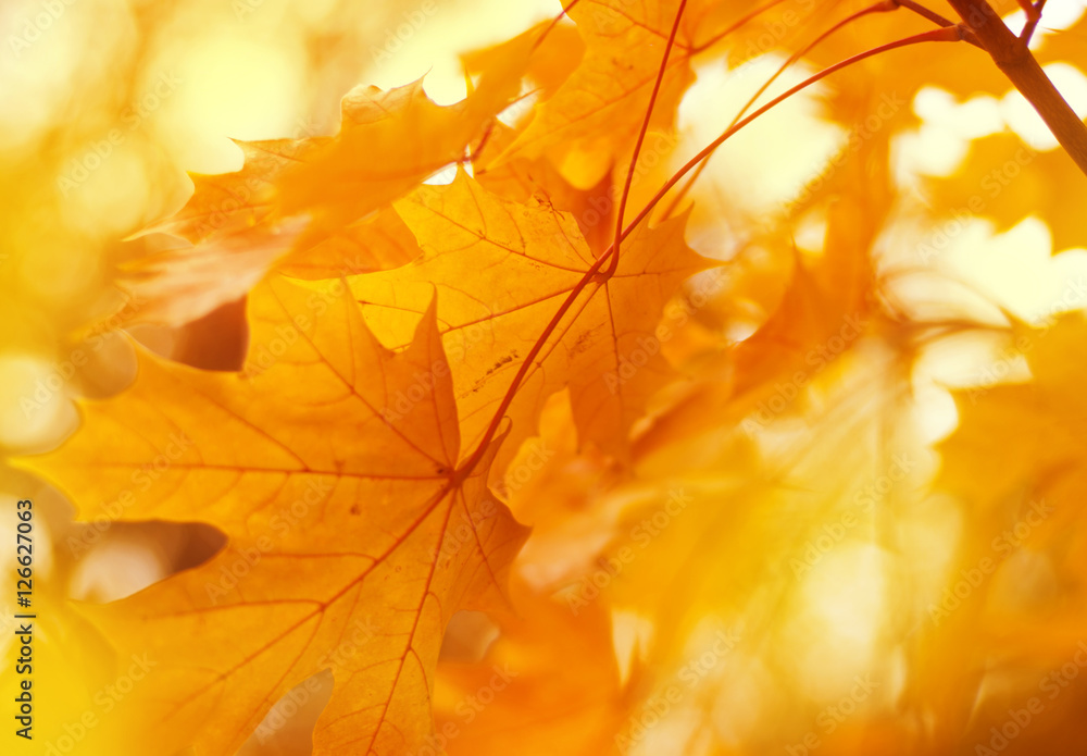 Осенний Фон. Клен. Осенняя Пора. Stock Photo | Adobe Stock