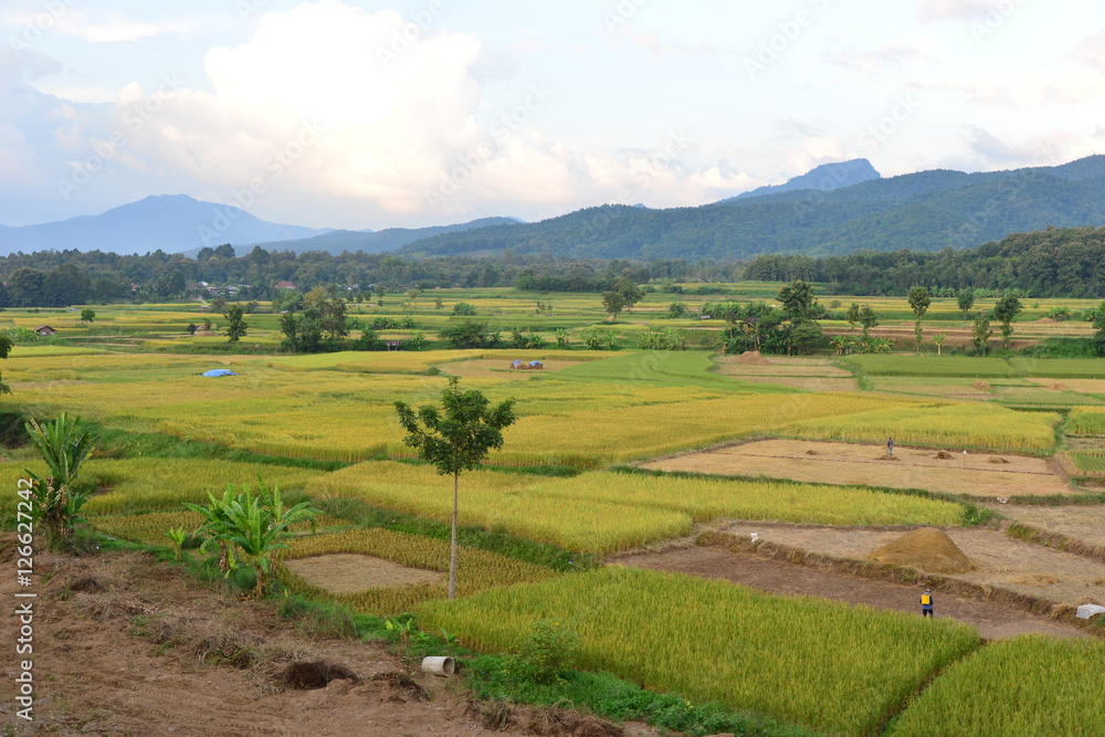 Rice Field at Nan Province, Thailand