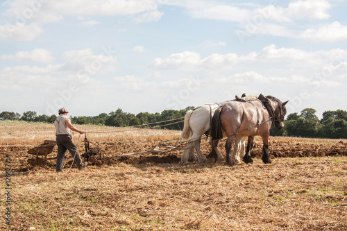 Fotografie Chevaux percheron et laboureur aux champs