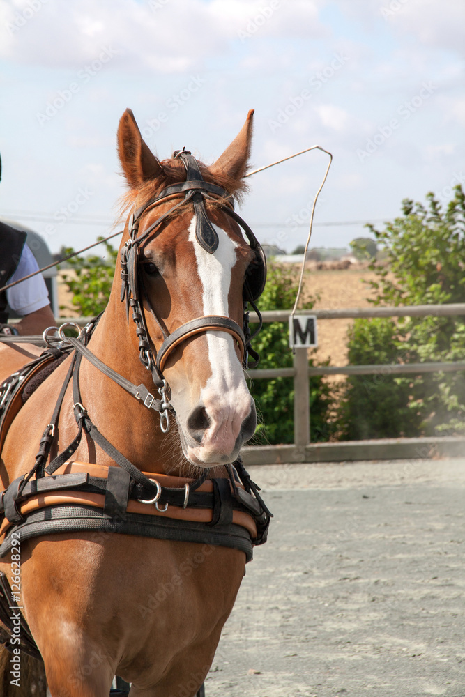 Obraz premium Cheval anglo arabe en portrait