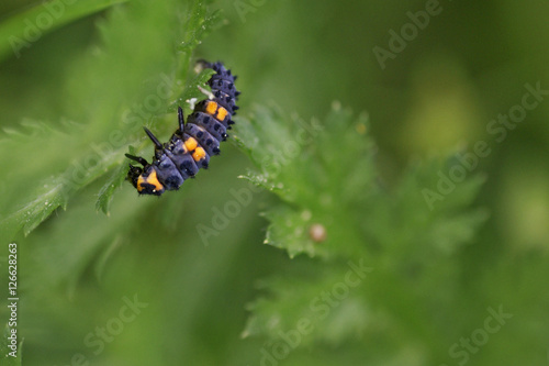 larva of ladybug © Andrea D'Angiolo