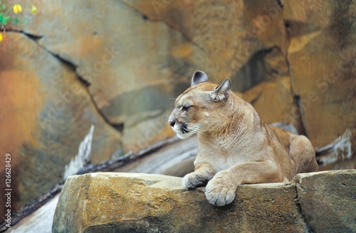 Puma (Puma concolor)/ Cougar/ Mountain Lion/ Berglöwe ruht auf einem felsen, Zoo am Meer, Bremerhaven, Deutschland