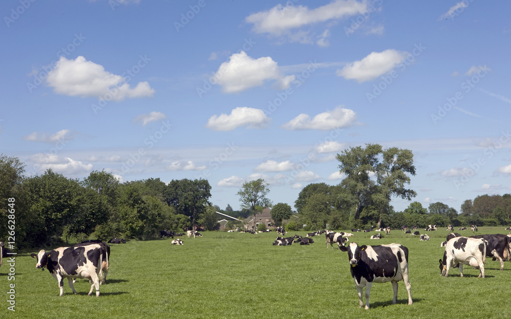 Cows in meadow Dutch landscape Cows in meadow Dutch landscape