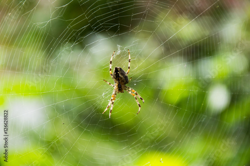 Spider sitting in it's web