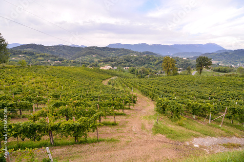 Vineyard Ready to Produce Wine photo