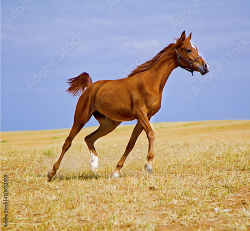 Pure breed Arabian brown horse galloping in a golden field