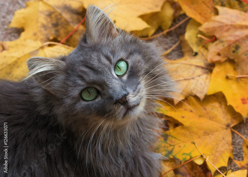 Fototapeta Naklejka Na Ścianę i Meble -  Grey long-haired cat sitting on Autumn leaves