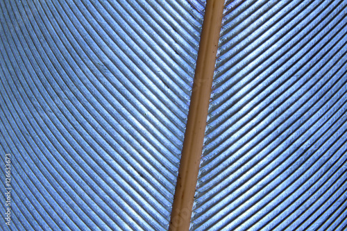 Linee di penna d'oca