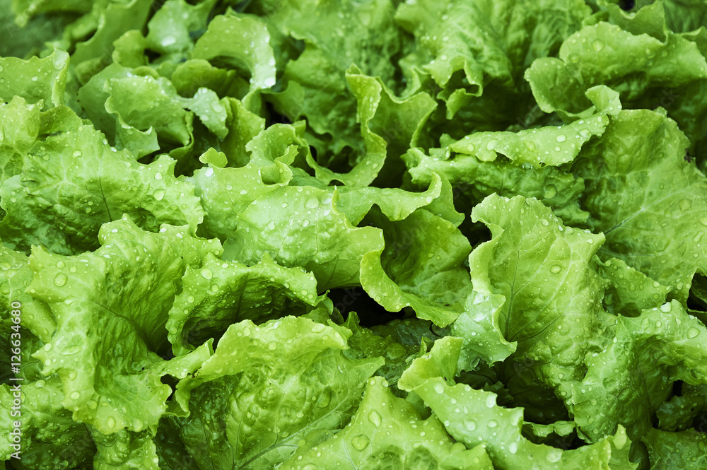 Butterhead lettuce growing in a vegetable garden. Butterhead lettuce growing in a vegetable garden.
