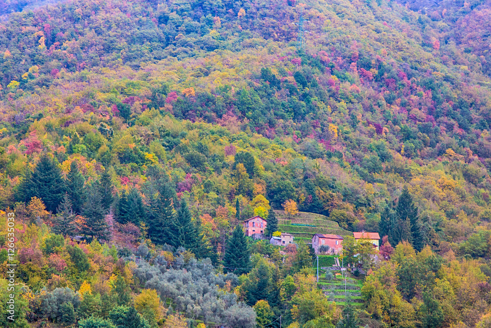 Country houses with trees with autumn colors Country houses with trees with autumn colors