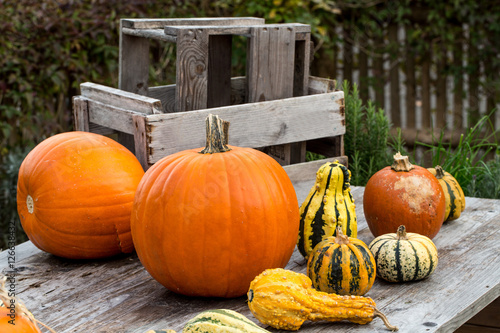 Pumpkins on wooden Table 3