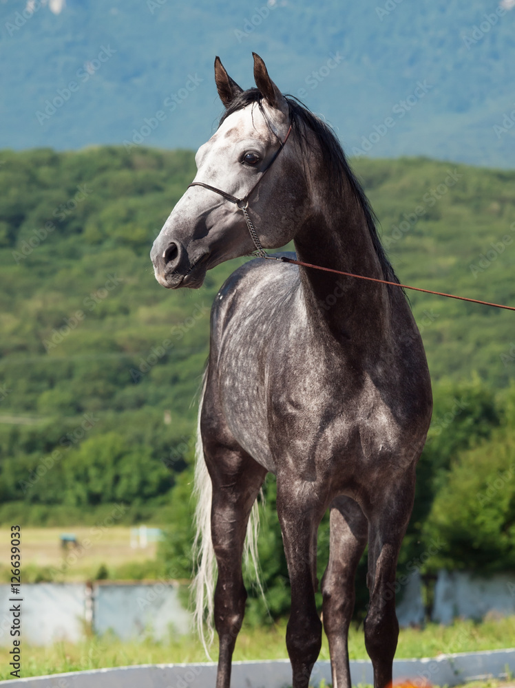 portrait of gray race arabian horse portrait of gray race arabian horse