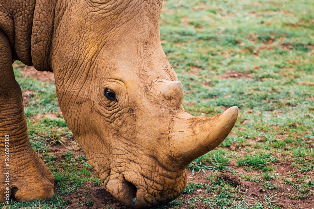 Close up of white rhinoceros (Ceratotherium simum) eating. Close up of white rhinoceros (Ceratotherium simum) eating.