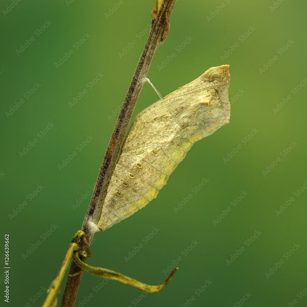 Naklejka premium Closeup cocoon of butterfly (Papilio machaon) on twig on green background. square composition. 