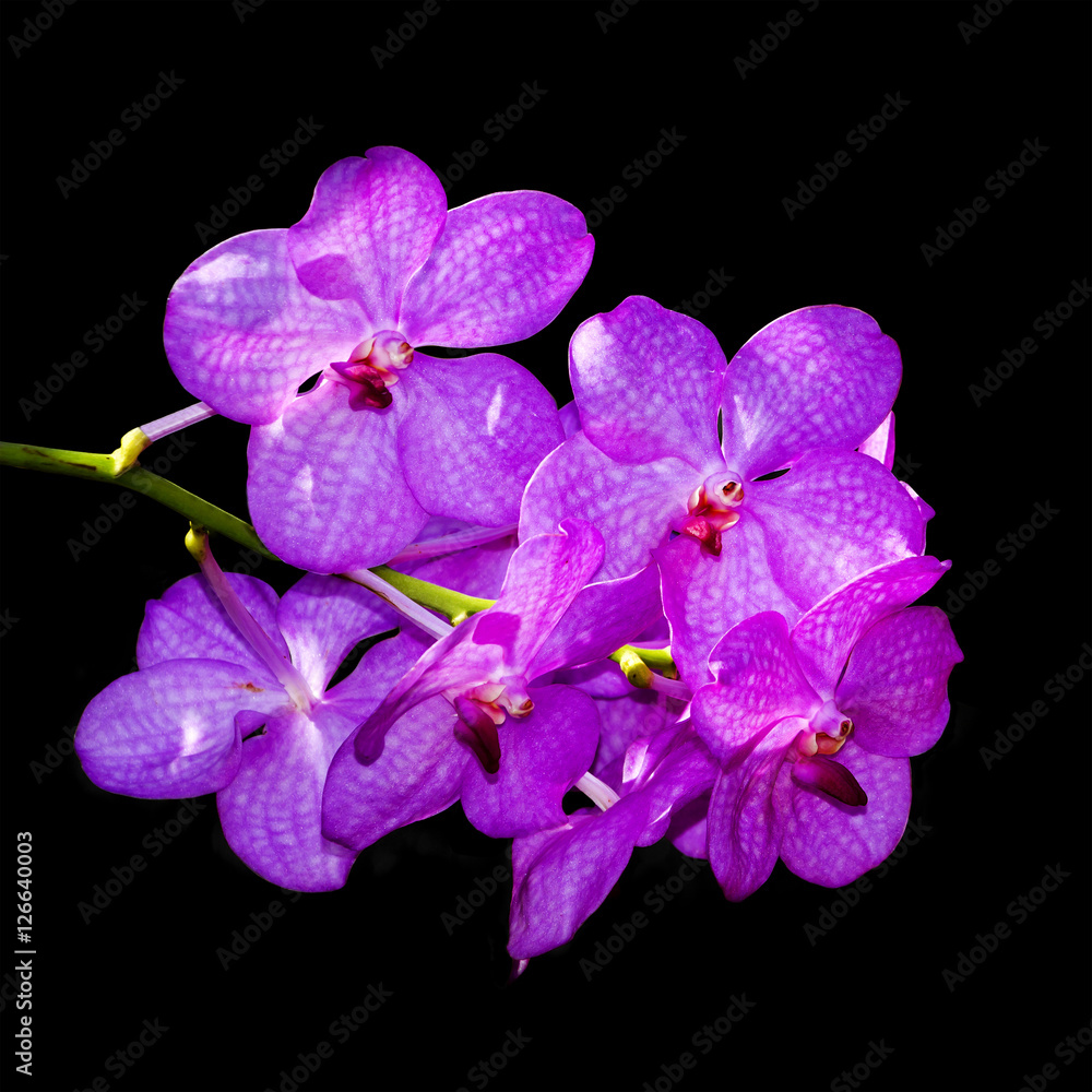 Obraz premium Orchidaceae