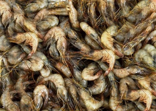 Scattered on surface of freshly caught live small Black Sea shrimps background. Closeup