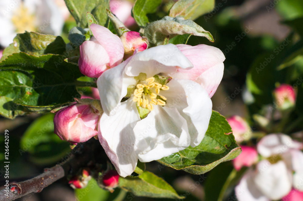 Apple blossoms in spring on white background Apple blossoms in spring on white background