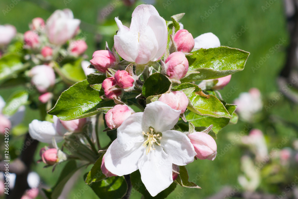 Obraz premium Apple blossoms in spring on white background