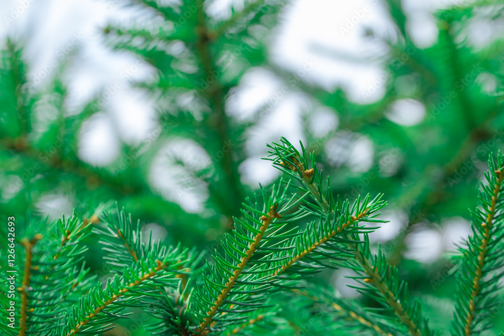 natural background branch green spruce natural background branch green spruce