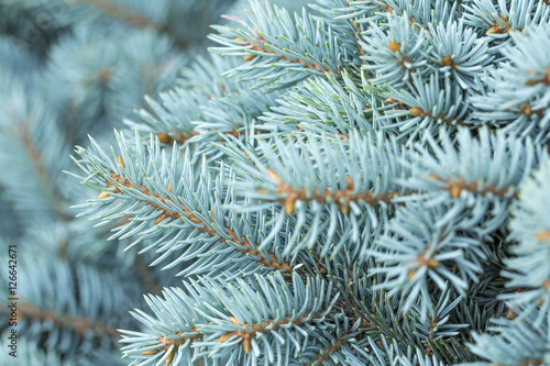 Fotografiet natural background branch blue spruce