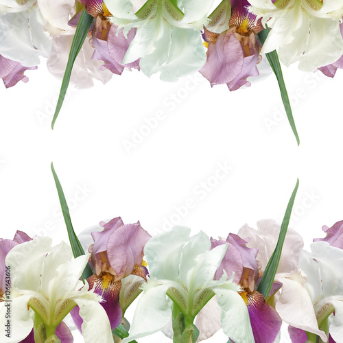 Fototapeta Naklejka Na Ścianę i Meble -  Beautiful summer background with iris flowers 