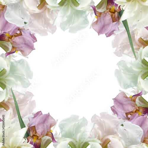 Fototapeta Naklejka Na Ścianę i Meble -  Beautiful summer background with iris flowers 