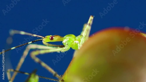 Percevejo verde. photo