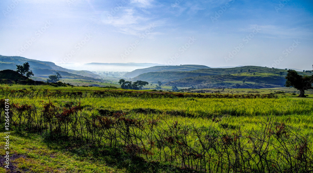 Agriculture landscape with fields of teff at morning in Ethiopia