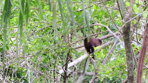 Filhote de macaco-prego saltando nas árvores.