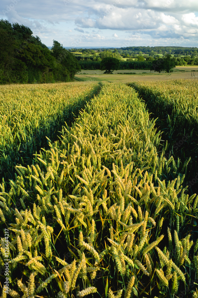 crops foto de Stock Adobe Stock
