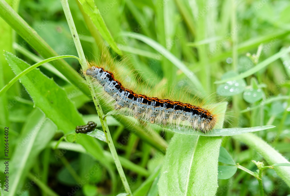 Caterpillar on a grass