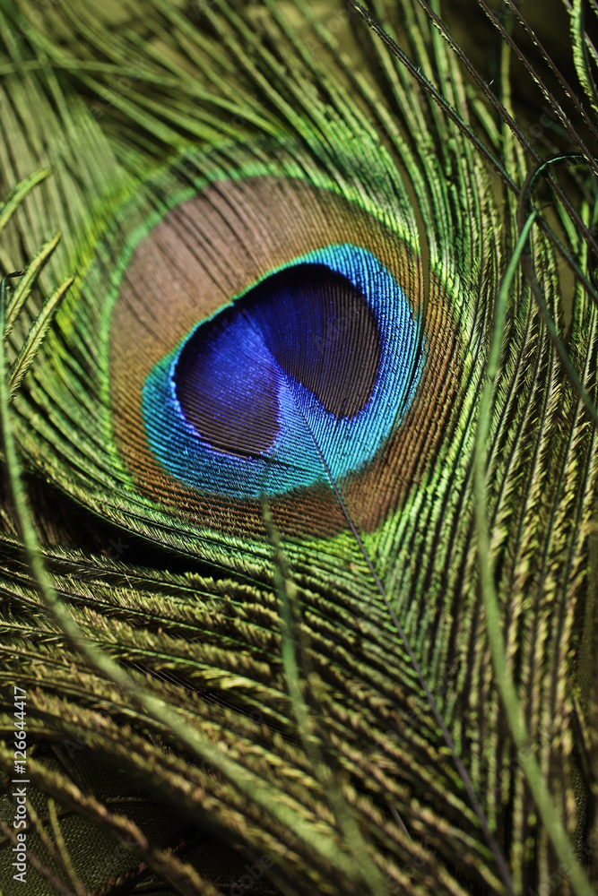 Obraz premium Close up of peacock feather
