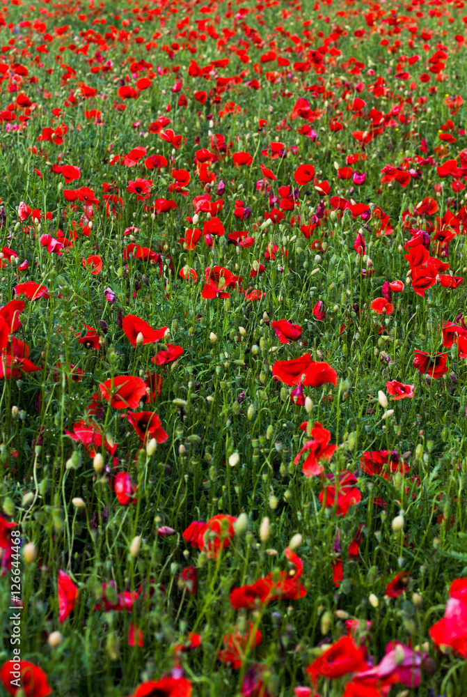wild poppy field - Armistice day background
