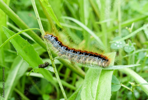 Caterpillar on a grass