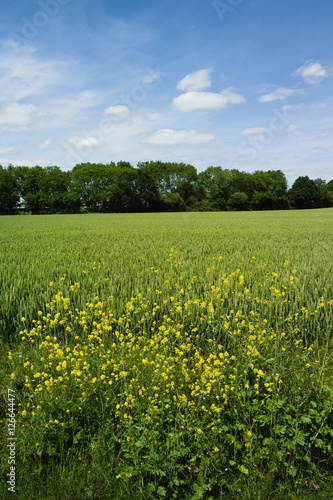 field agriculture farm crops england uk