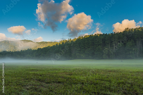 Elk Grazing in Foggy Valley as Sunlight Tops the Trees