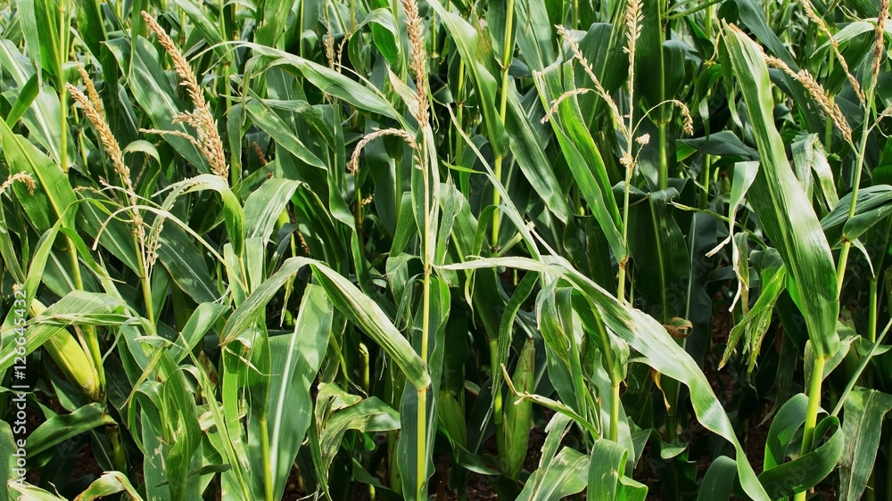 field agriculture farm crops england uk field agriculture farm crops england uk