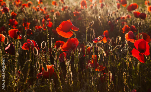 wild poppy field - Armistice day background photo