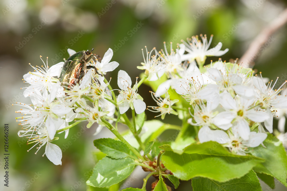 green beetle in flowers