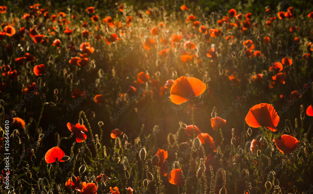 Fototapeta premium wild poppy field - Armistice day background