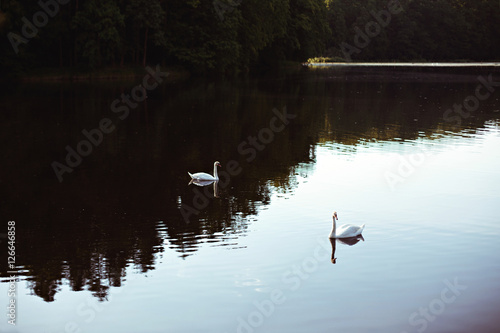 Beautiful two white swans in the middle of lake