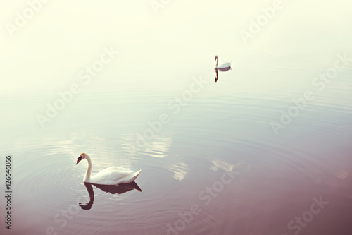 Charming two white swans in the middle of lake