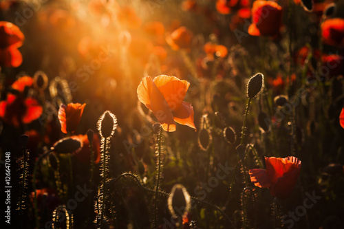 wild poppy field - Armistice day background photo