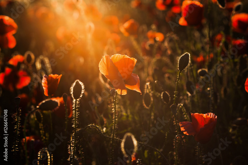 wild poppy field - Armistice day background