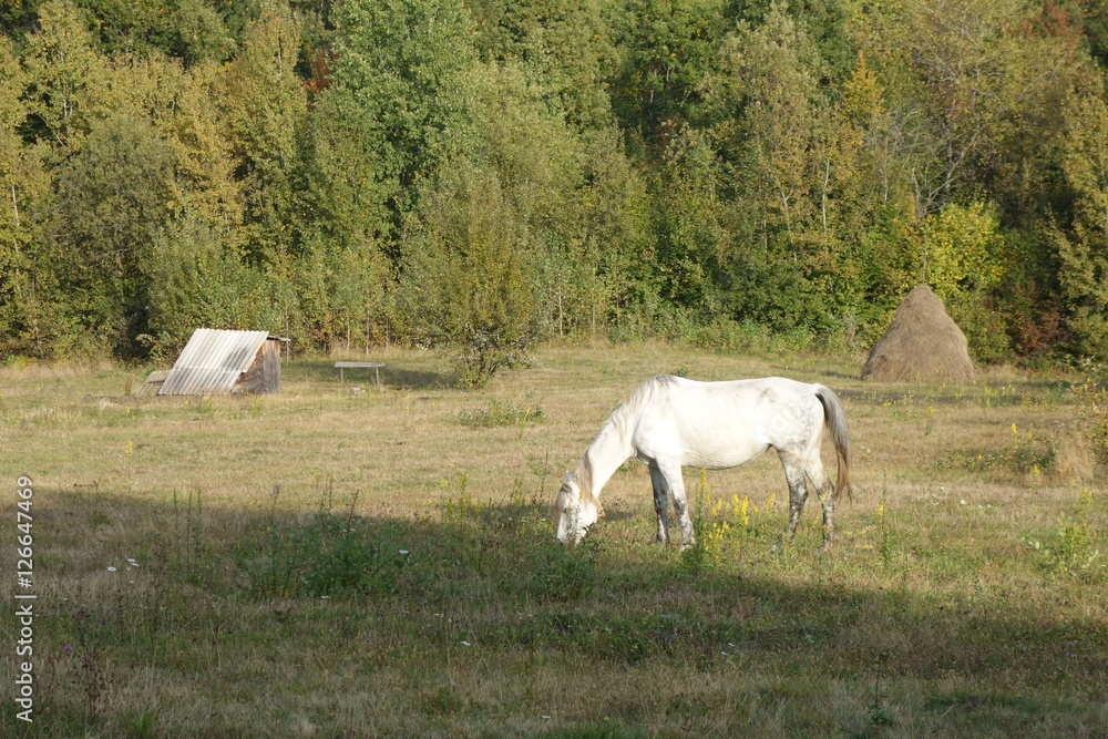 Hutsul horse, known as Gutsulik or Gutsul - rock domestic horses, which bred in the Carpathian Mountains and some Eastern European countries Hutsul horse, known as Gutsulik or Gutsul - rock domestic horses, which bred in the Carpathian Mountains and some Eastern European countries